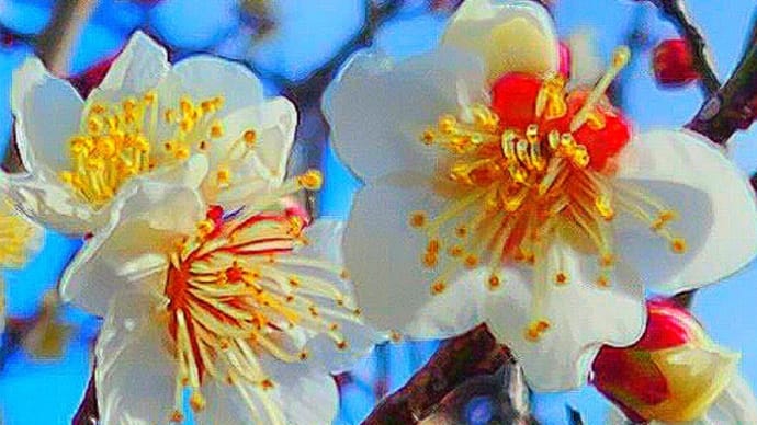 梅の花 2024.2.8
