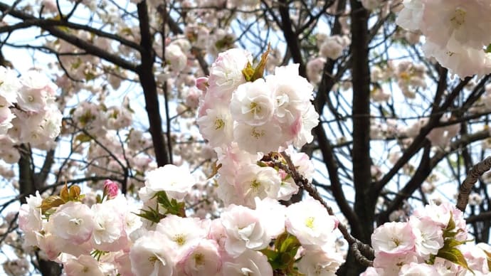 春の風物詩「造幣局桜の通り抜け」令和六年