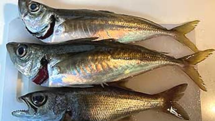 F様のアカムツ釣行(鹿島港、清栄丸)。