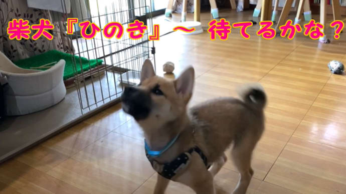 柴犬『ひのき』カボチャを目の前に耐える・・・