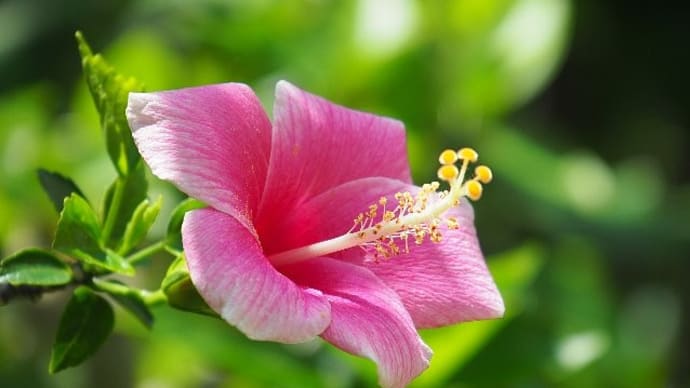 常夏気分!グリーンハウスの花