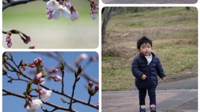 まびさくら公園に