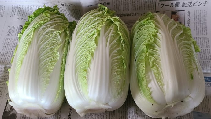 2024.12.10 多久産お野菜