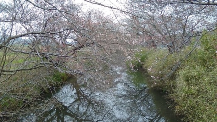手賀沼の桜