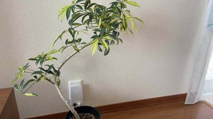 受験シーズンの雪はイヤ