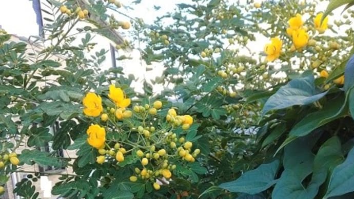 去年地植えしたアンデスの乙女・・・花が咲き始めました~~!