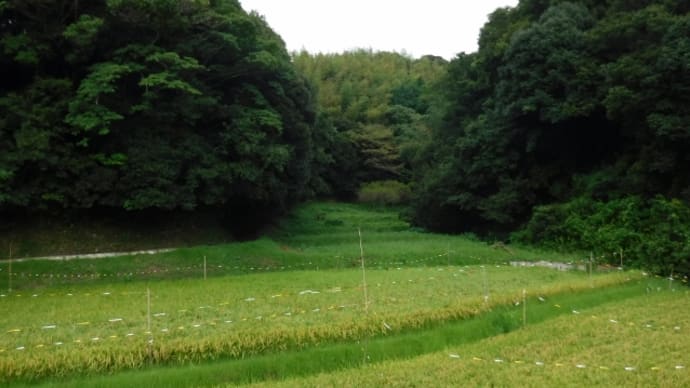 稲刈りに向けて