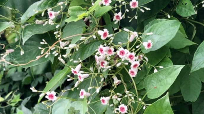 早乙女花