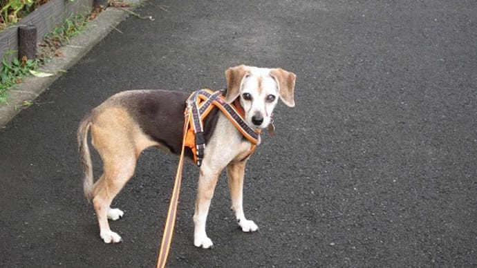 愛犬教室の準備