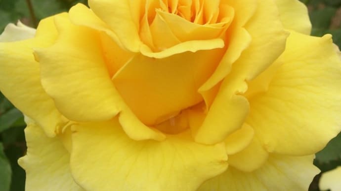 花 ばら