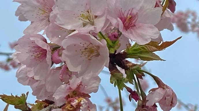 彼岸桜