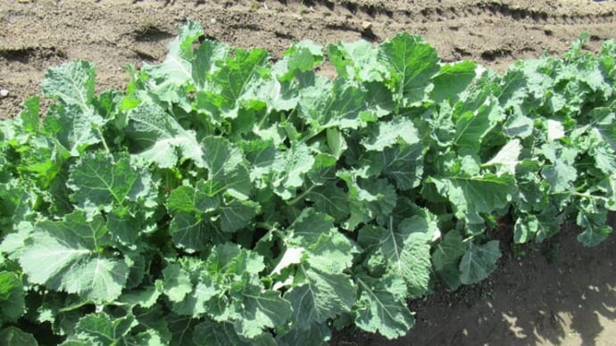 かき菜の収穫が始まり茎立ち菜が出揃う