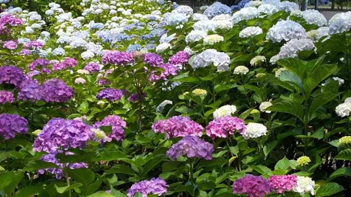 土門拳記念館の紫陽花 2