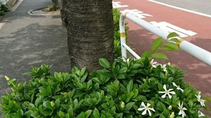 (日)は区民プールで40~50分、空輸で3日→翌日到着