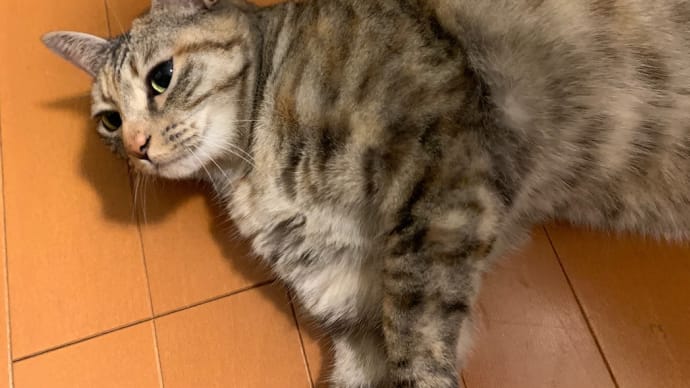 キキの隠れ家へようこそ