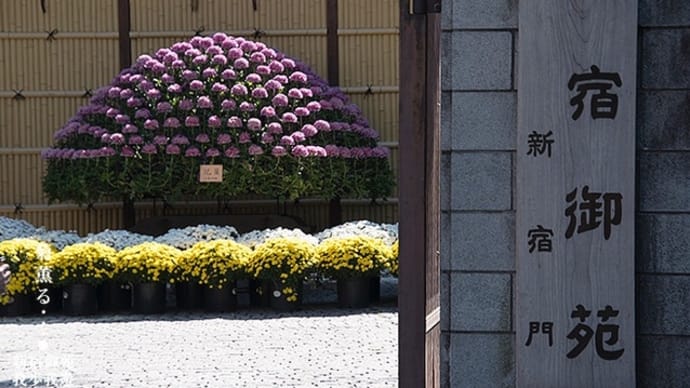 菊、薫る景・・・。