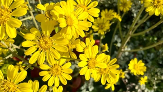 ツワブキ、石蕗(つわ)の花は冬の季語で