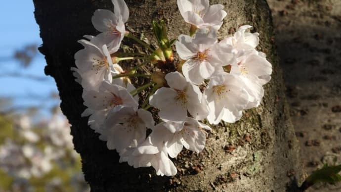 桜の下でオンライン面会