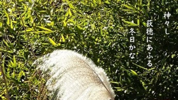 神々し 荻穂にあふる 冬日かな