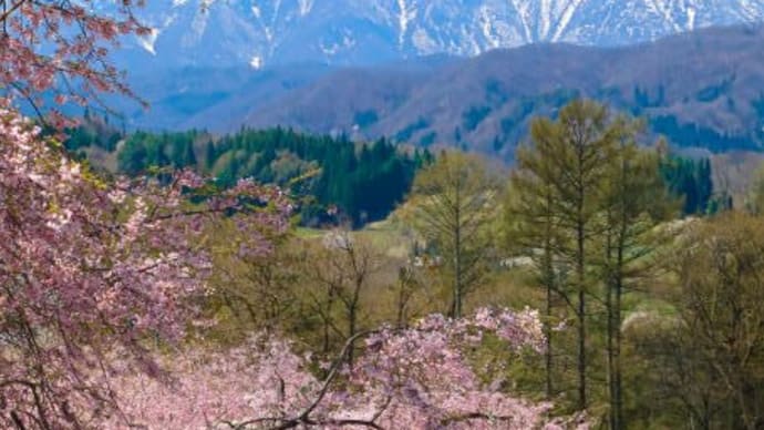 立屋の桜5(鹿島槍)