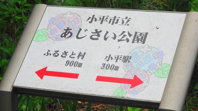 今日も紫陽花ポタ