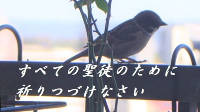 今日も犬の日&猫の日&良い夫婦の日