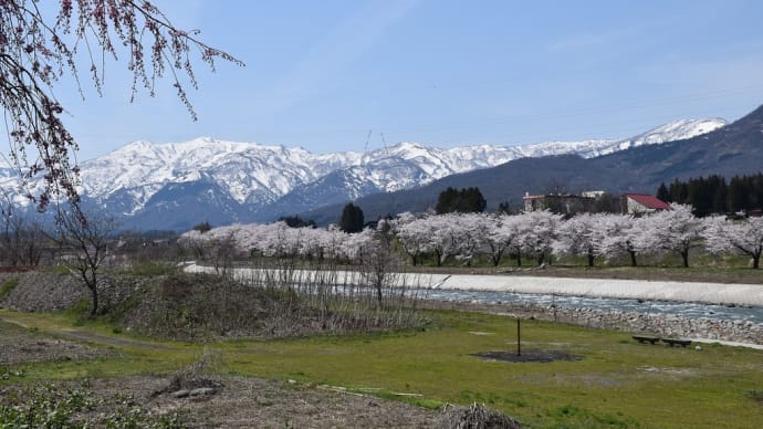 ソメイヨシノ狩り 新潟県妙高市 矢代川堤防沿い(1)ソメイヨシノとベニシダレザクラ