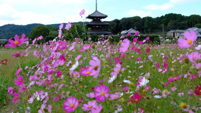 法起寺とコスモス(2)
