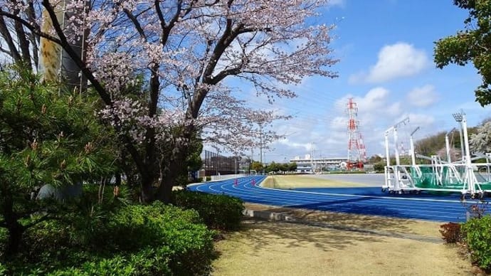 市内の桜②＆庭の花