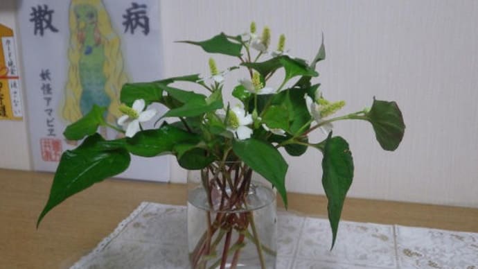 dokudami flower arrangement