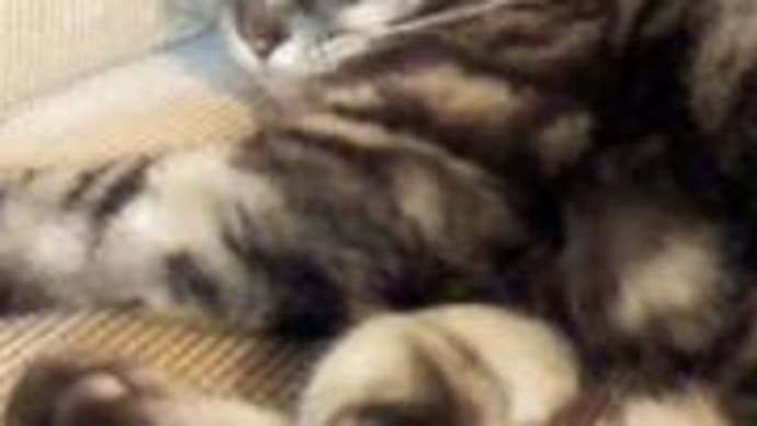 生まれ変わったら