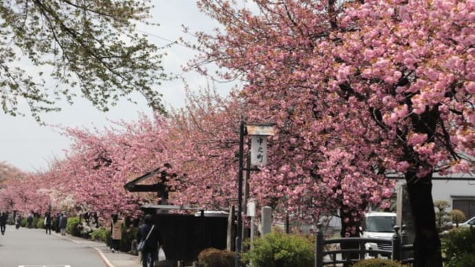 白井宿の八重桜2022