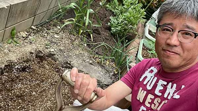 我が家のミニ菜園の拡張作業!⑥