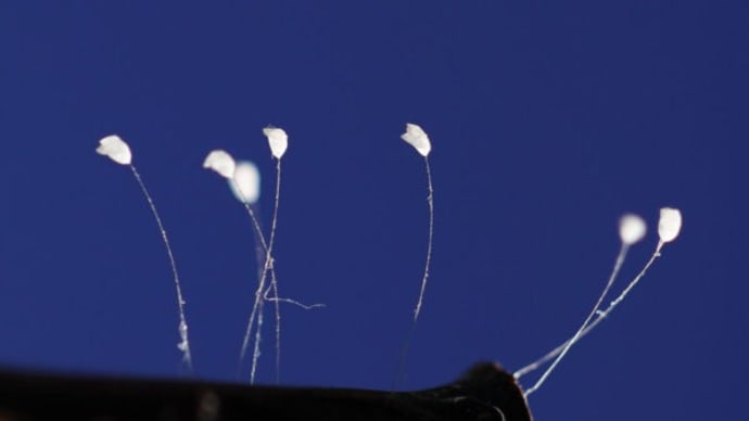 3000年に一度咲くと言われる優曇華の花…「天上の花」それとも「昆虫の卵」?