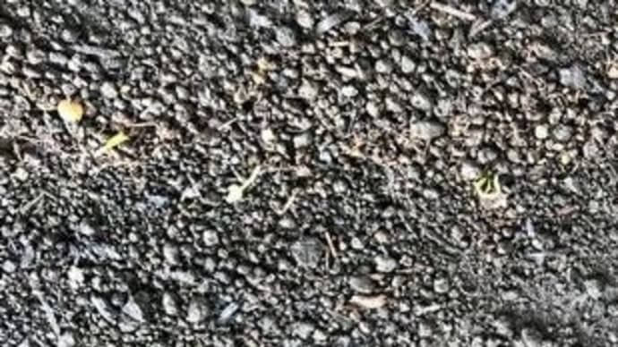 にんじんの発芽始まる