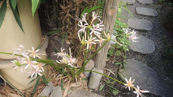 9月24日に咲いている当窯のお花・・。