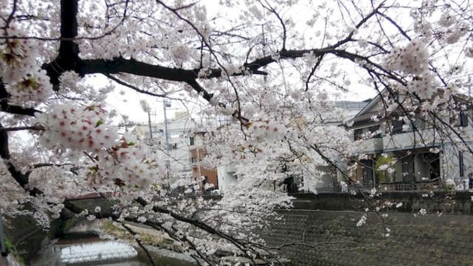 大岡川 ~ 弘明寺 お花見散策2024