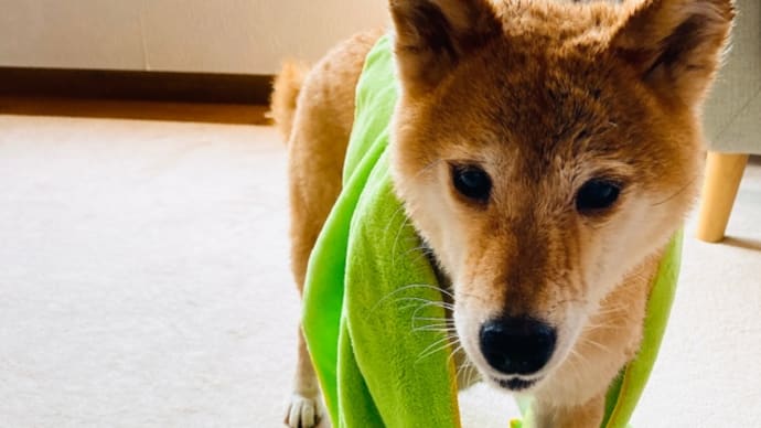 じゃがいも初収穫