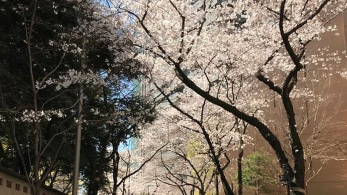2020年3月24日の「テヨンの桜通り」です。新型コロナウイルスによる感染予防のため、東京も学校が休校となっています