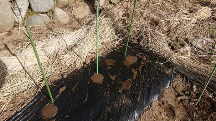直蒔きしたメロンは移植出来るのか