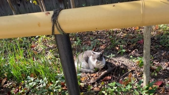 神社猫