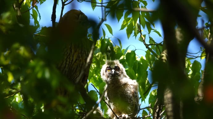 トラフズク親子と出逢う🌳