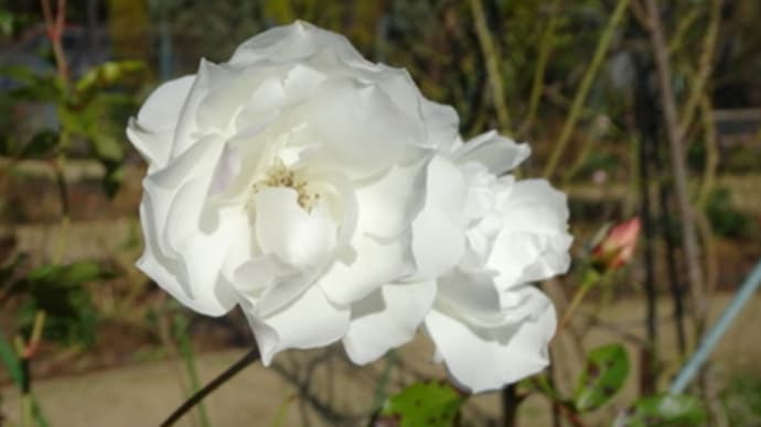 花の美術館で咲いている花は