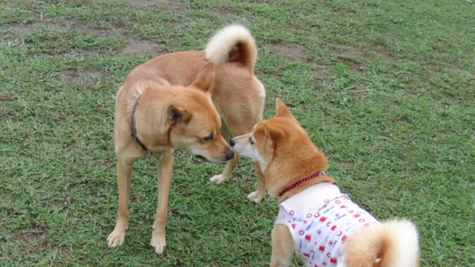 クリンを写真で偲んで・・・70日目(195日目)