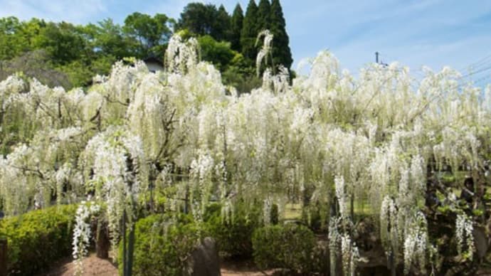 普門寺の白藤