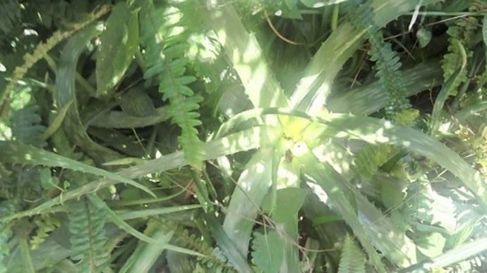 ハッシュタグ アロエベラ Goo Blog Gooブログ ハッシュタグ アロエベラ Goo Blog Gooブログ