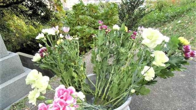 お墓参りと植物の越冬支度(^○^)&野菜が安いで~す(#^.^#)