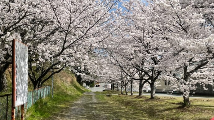 さくら🌸