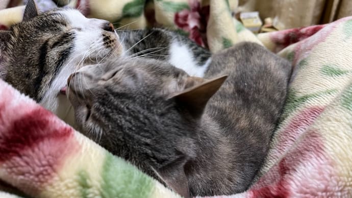 ペロペロなかよしねこ
