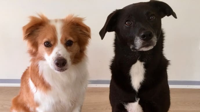 撮影をめぐる犬との攻防